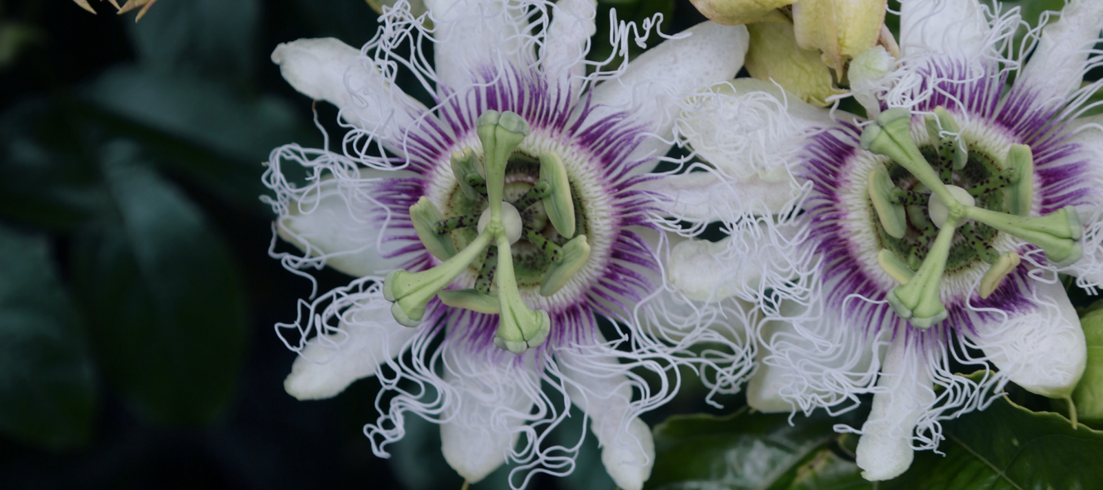 Sex life of plants (part 2)