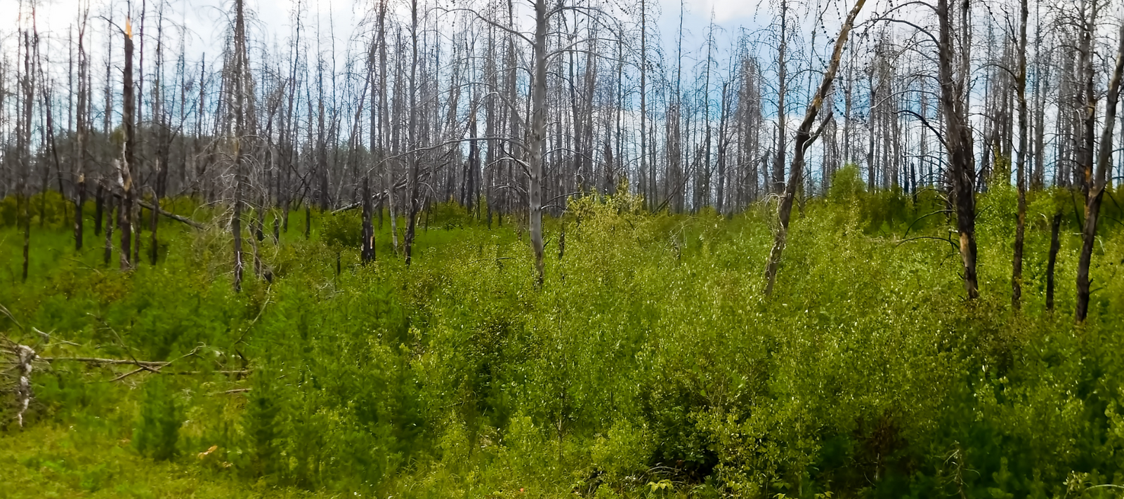 Garden recovery after a bushfire