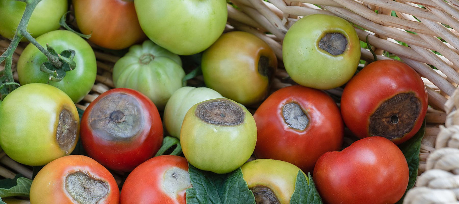 Why do my tomatoes look like they’re rotting?