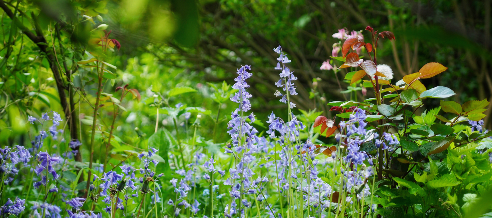Welcome to the university for self-taught gardeners