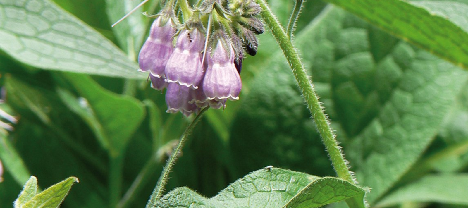 Asparagus companion planting