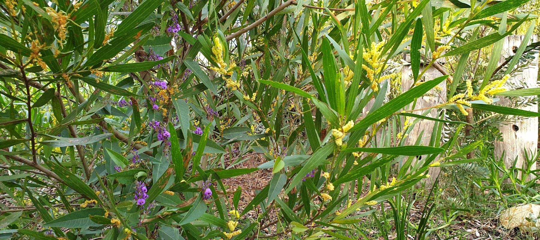 Hardenbergia and acacia combo in the garden