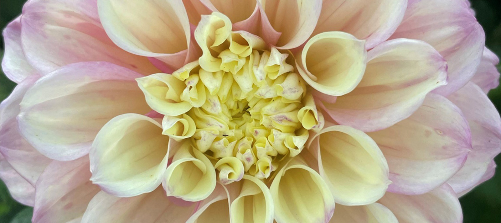 Cutting back Dahlias