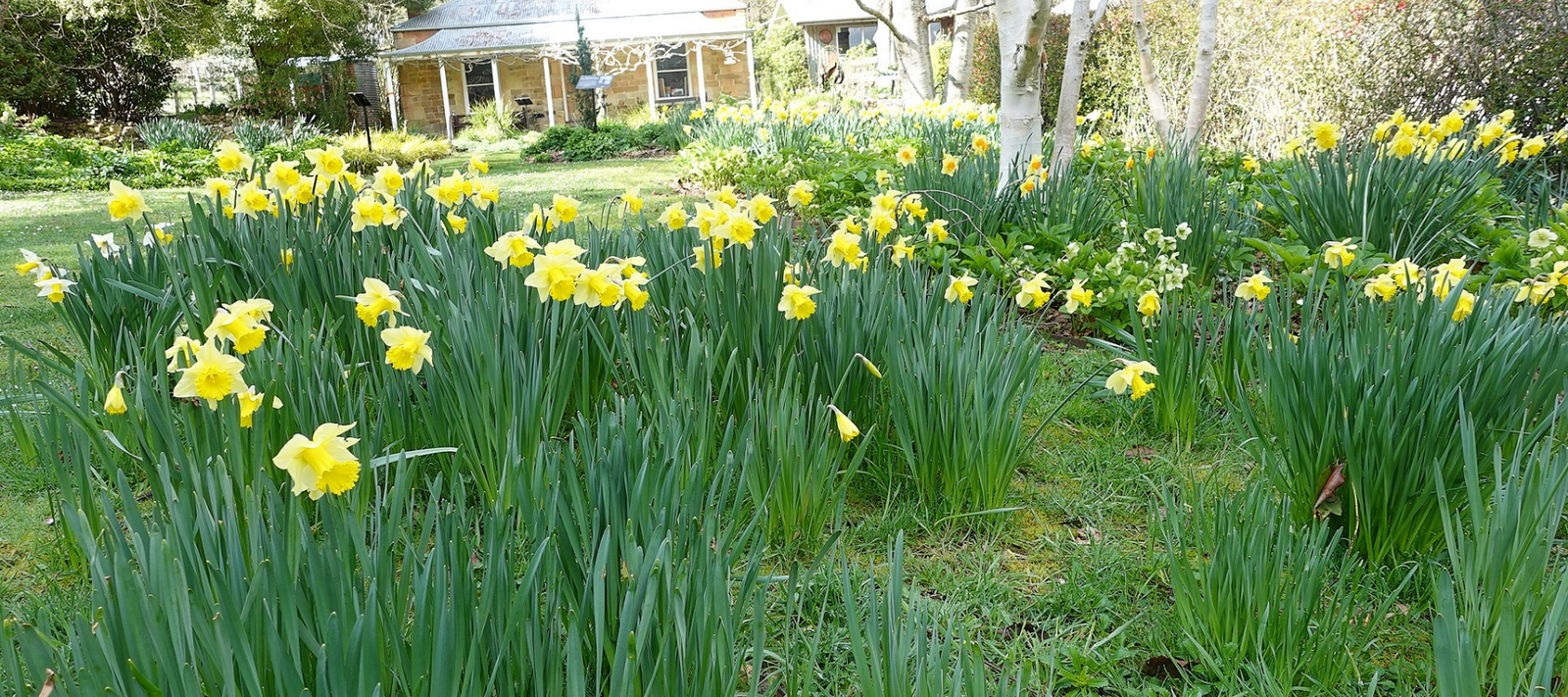 Q&A - Planting and lifting bulbs