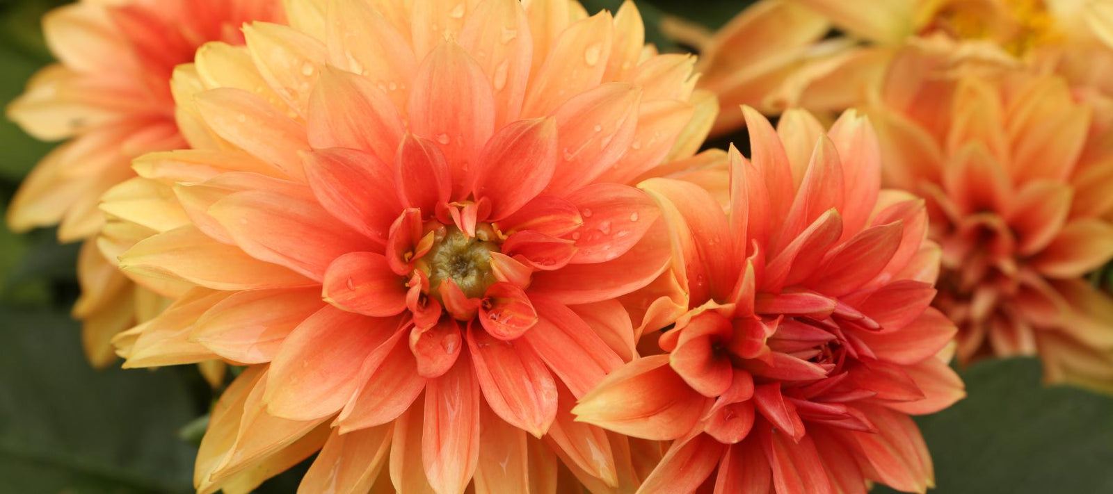 How to Grow and Care for Dahlias