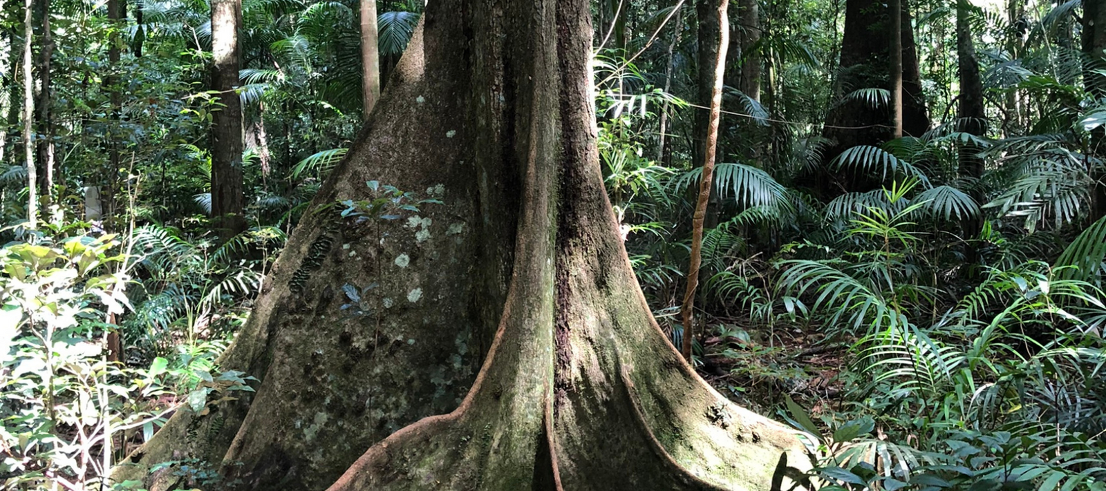 Rainforest wilderness