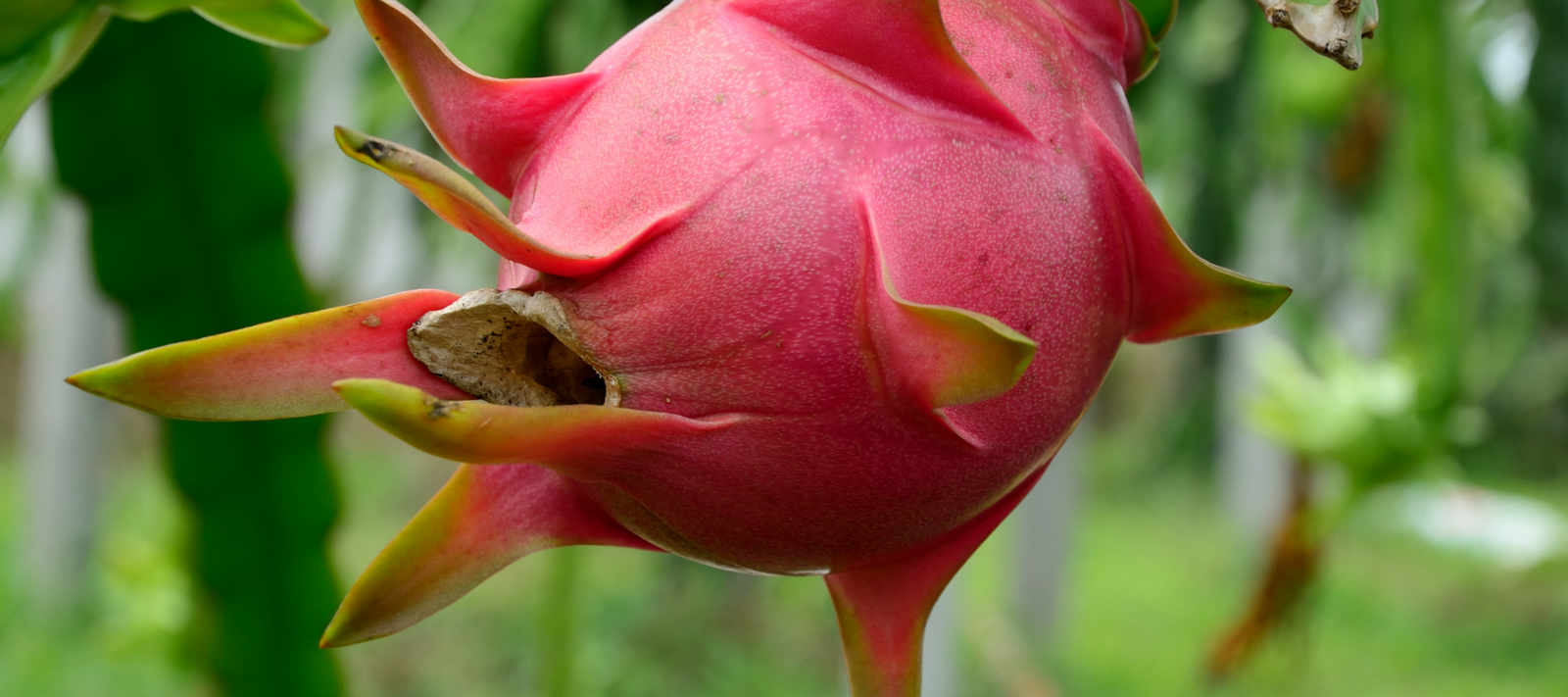 How to Grow Dragon Fruit