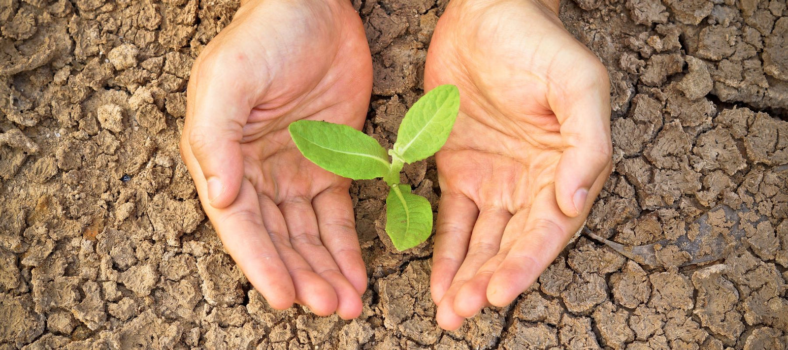 8 tips to drought-proof your garden