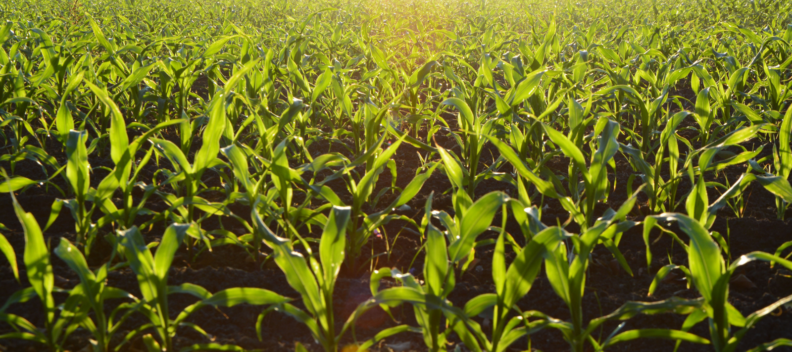 Is your garden's soil laced with herbicide?
