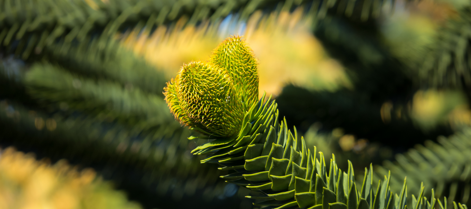 Mountain range farm and dapto community farm