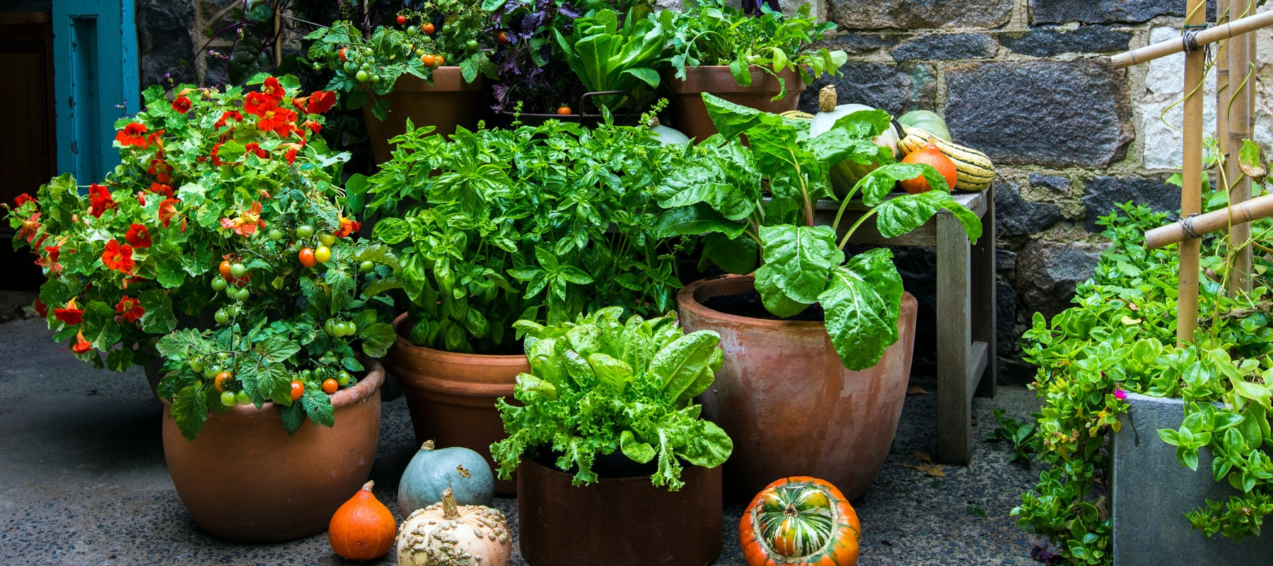 Gardening in Small Spaces: Video