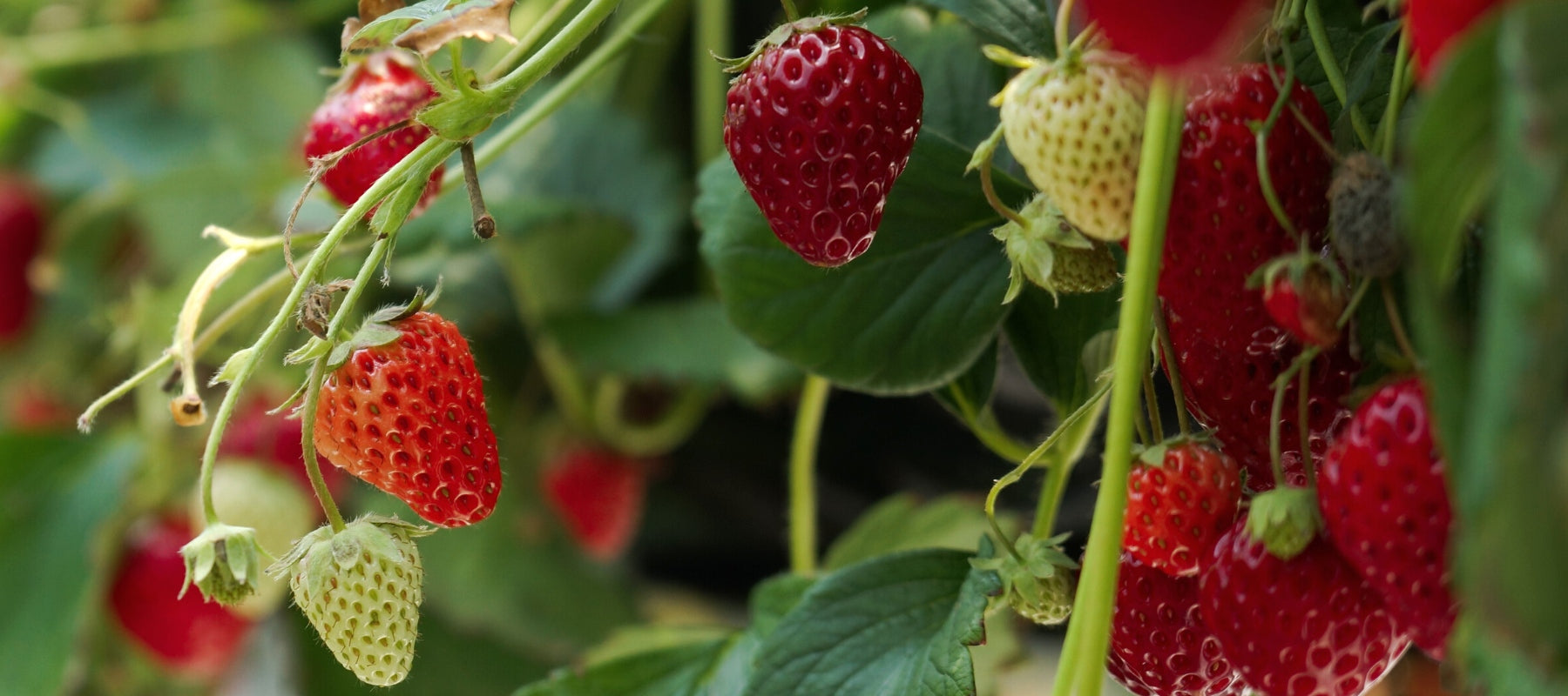 How to plant and grow strawberries