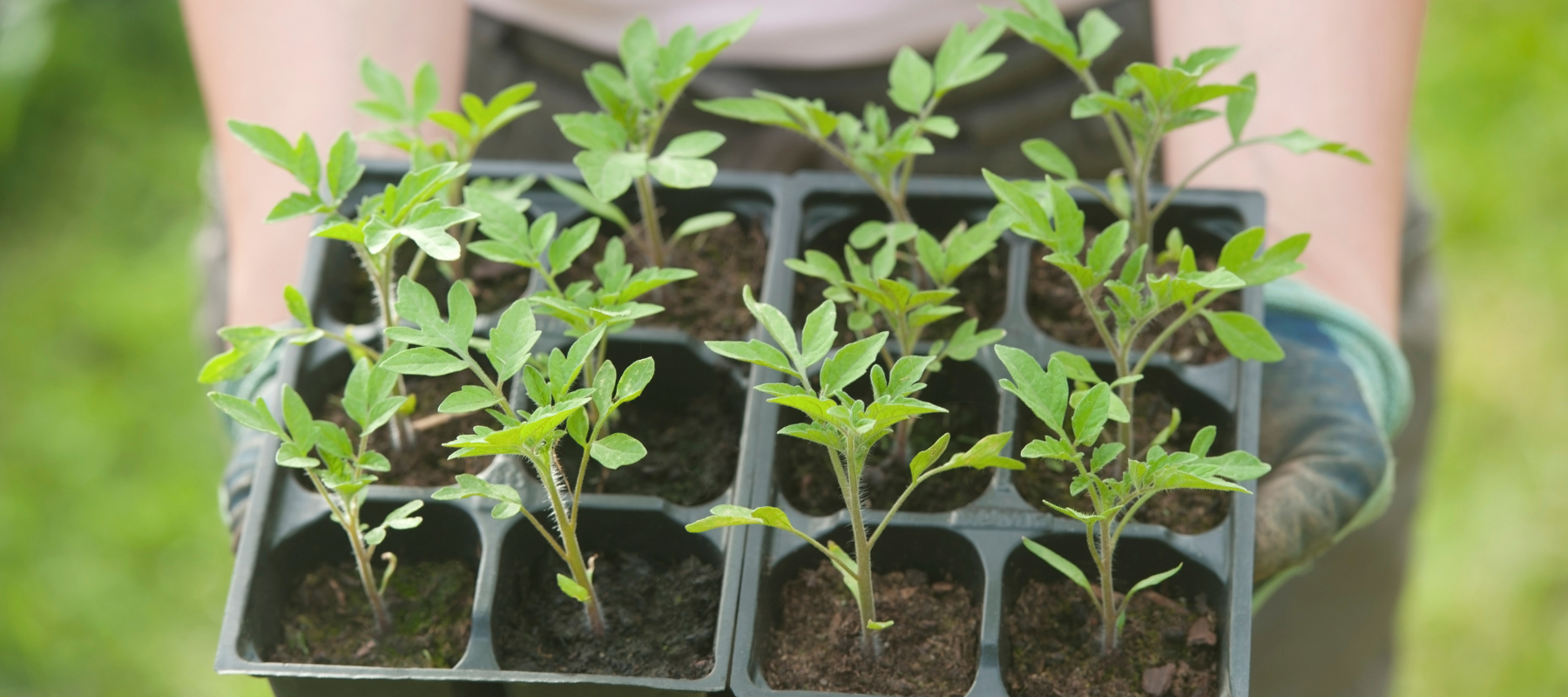How to plant our your tomato seedlings