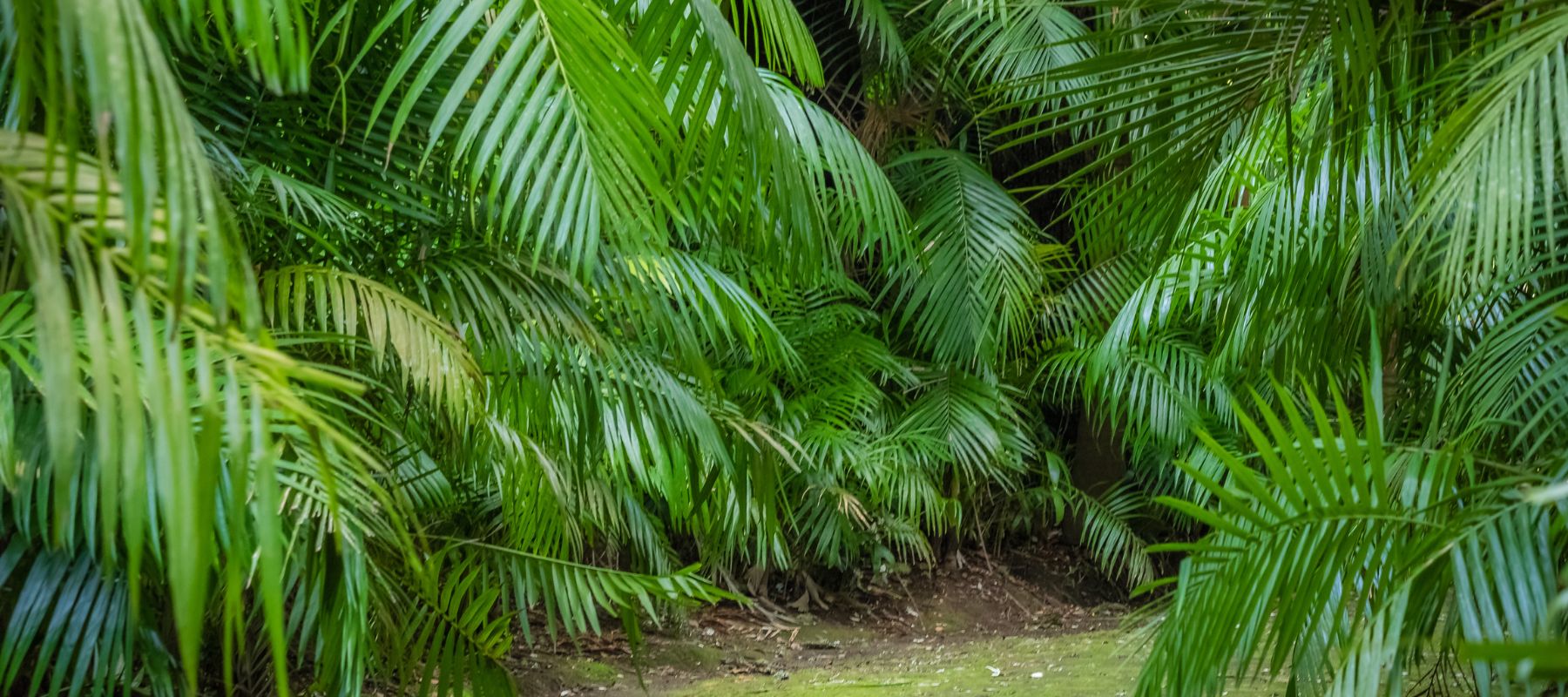 Kentia Palm: Australia's Native Palm