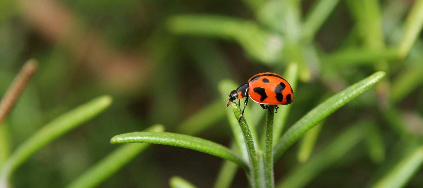 Ladybirds