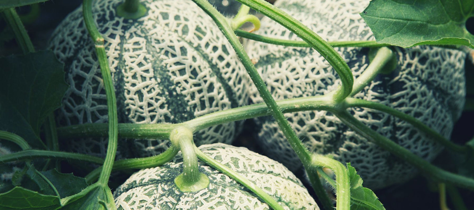 Discover the beauty and flavour of heirloom melons