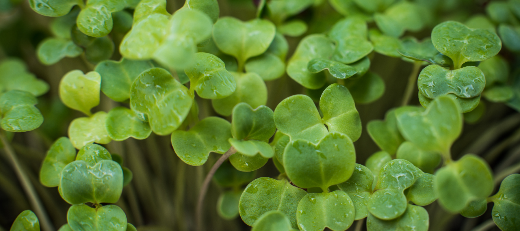 Top tips on how to grow microgreens