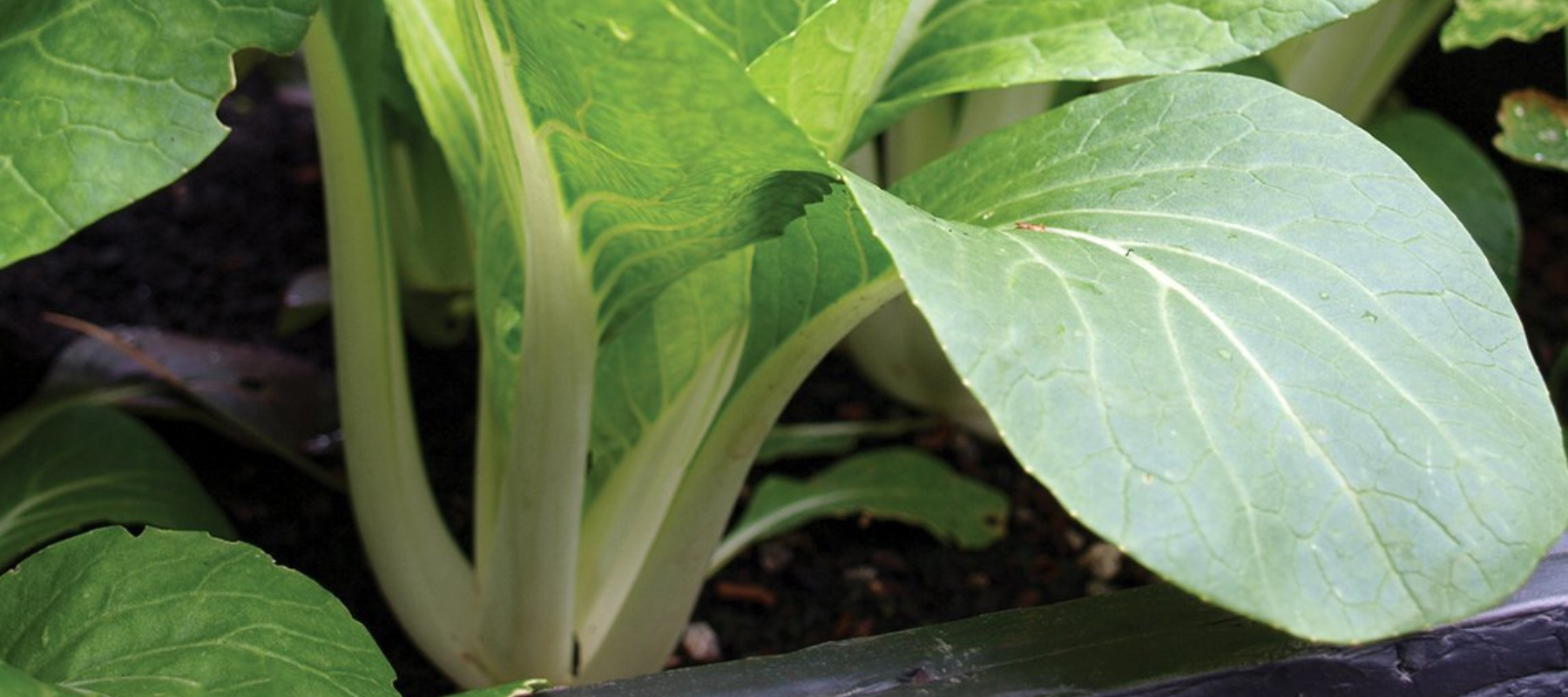 How to grow Asian greens