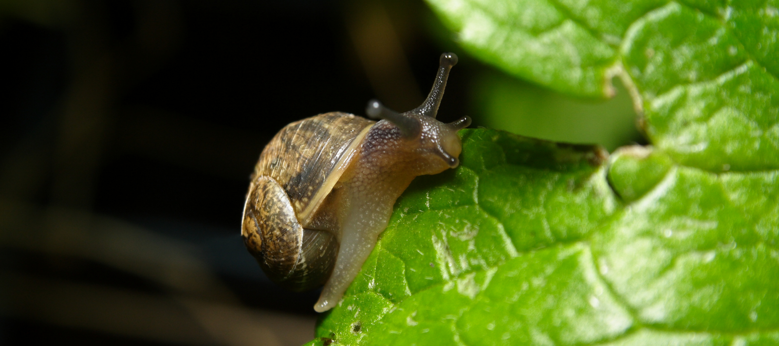 Pest Control