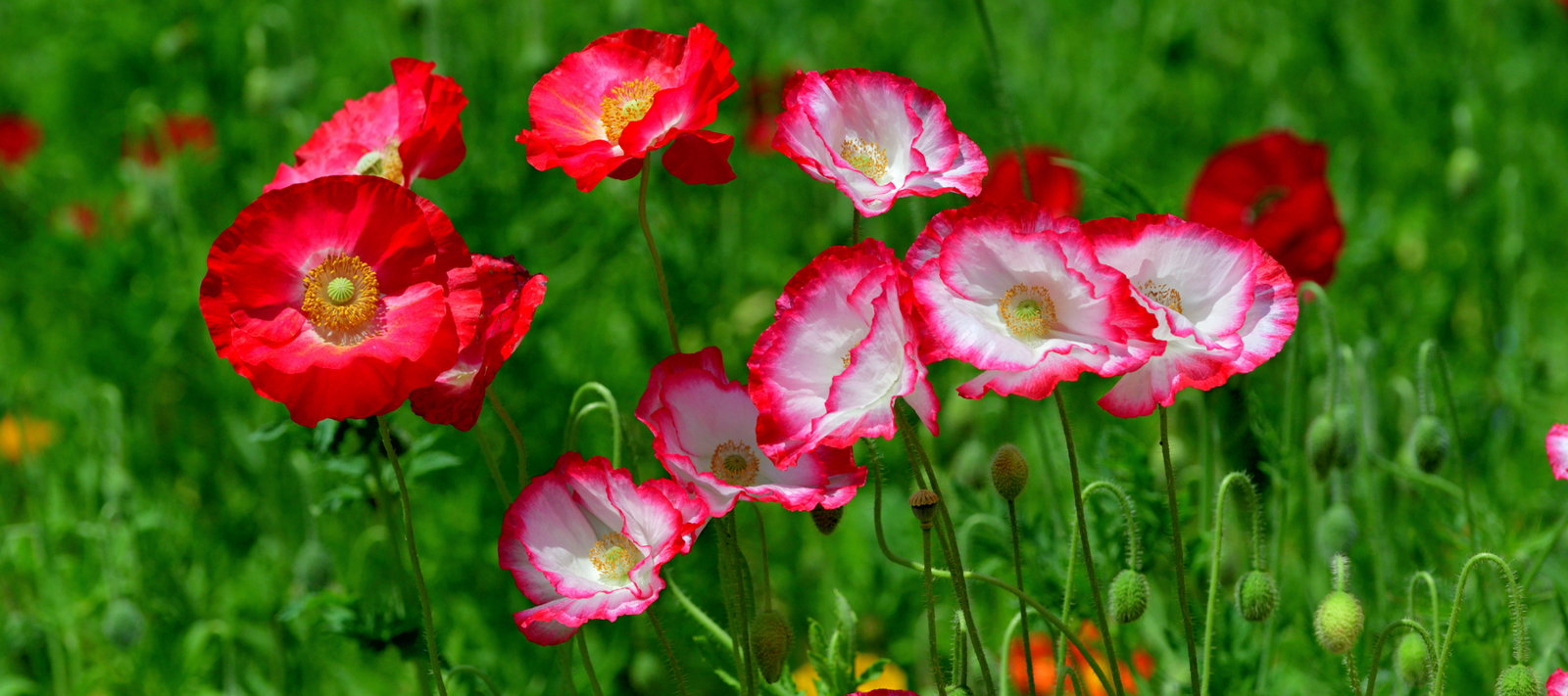 Poppies