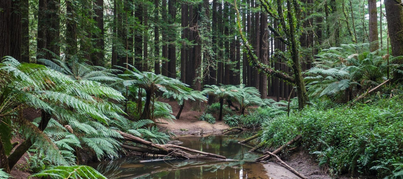 On becoming a ‘tree tragic’