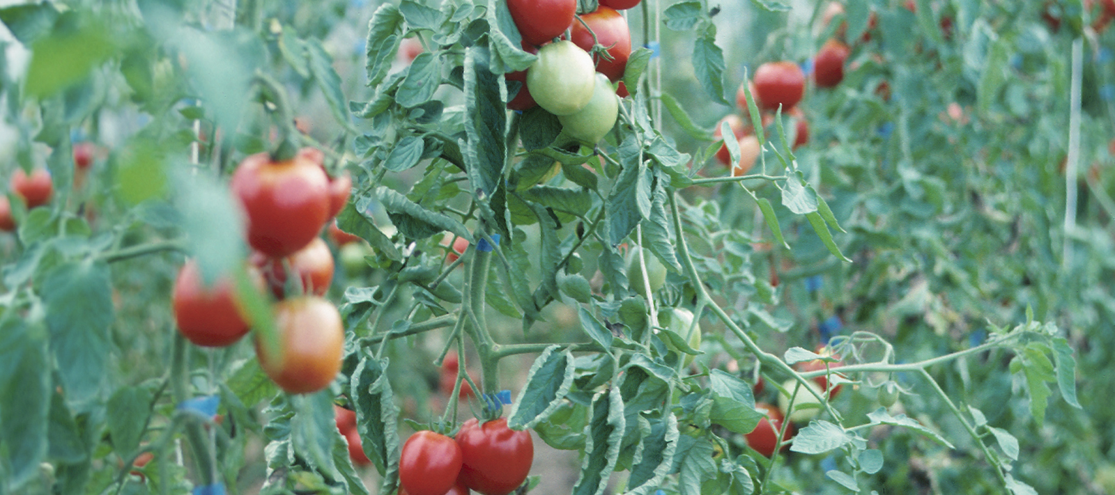 Why Diggers annual trials are so important