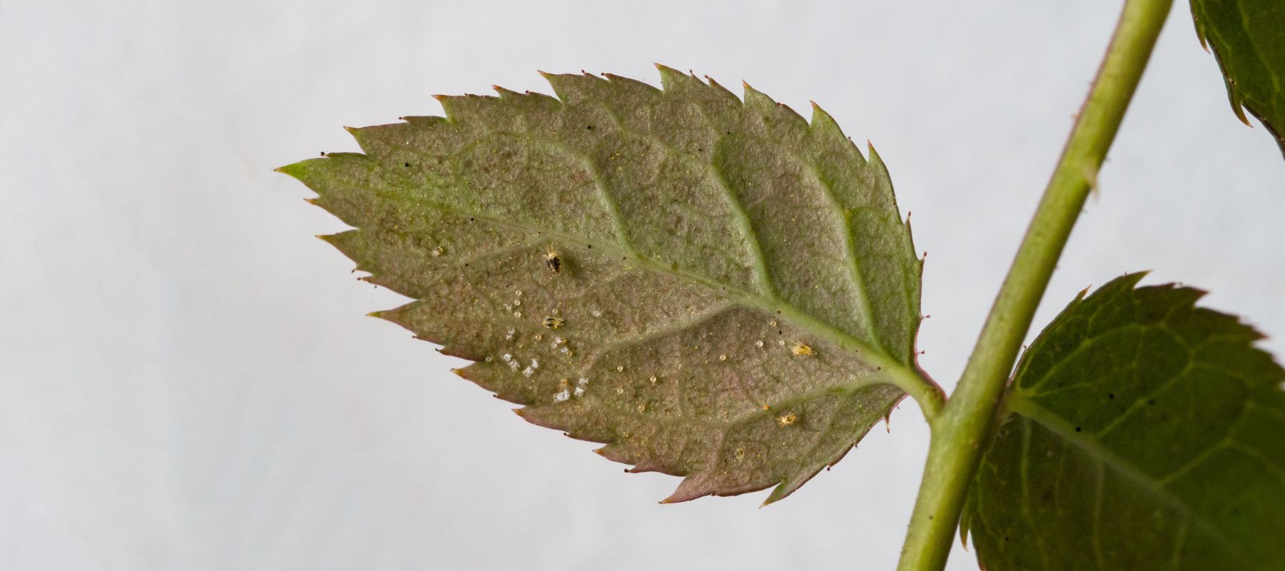 What are Spider mites?