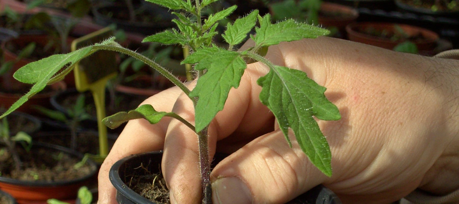 Soil preparation for successful tomatoes