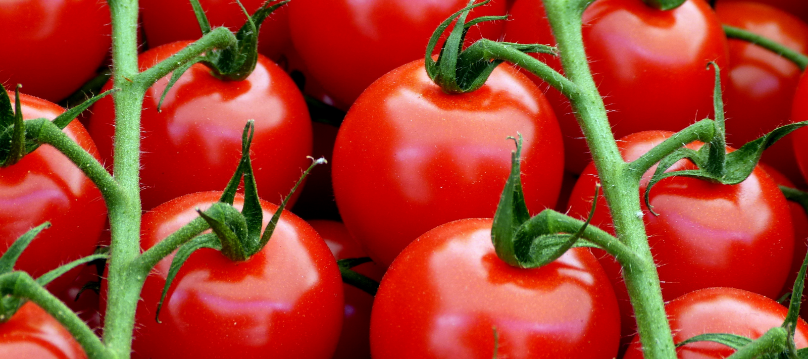 Determinate and Indeterminate Tomatoes