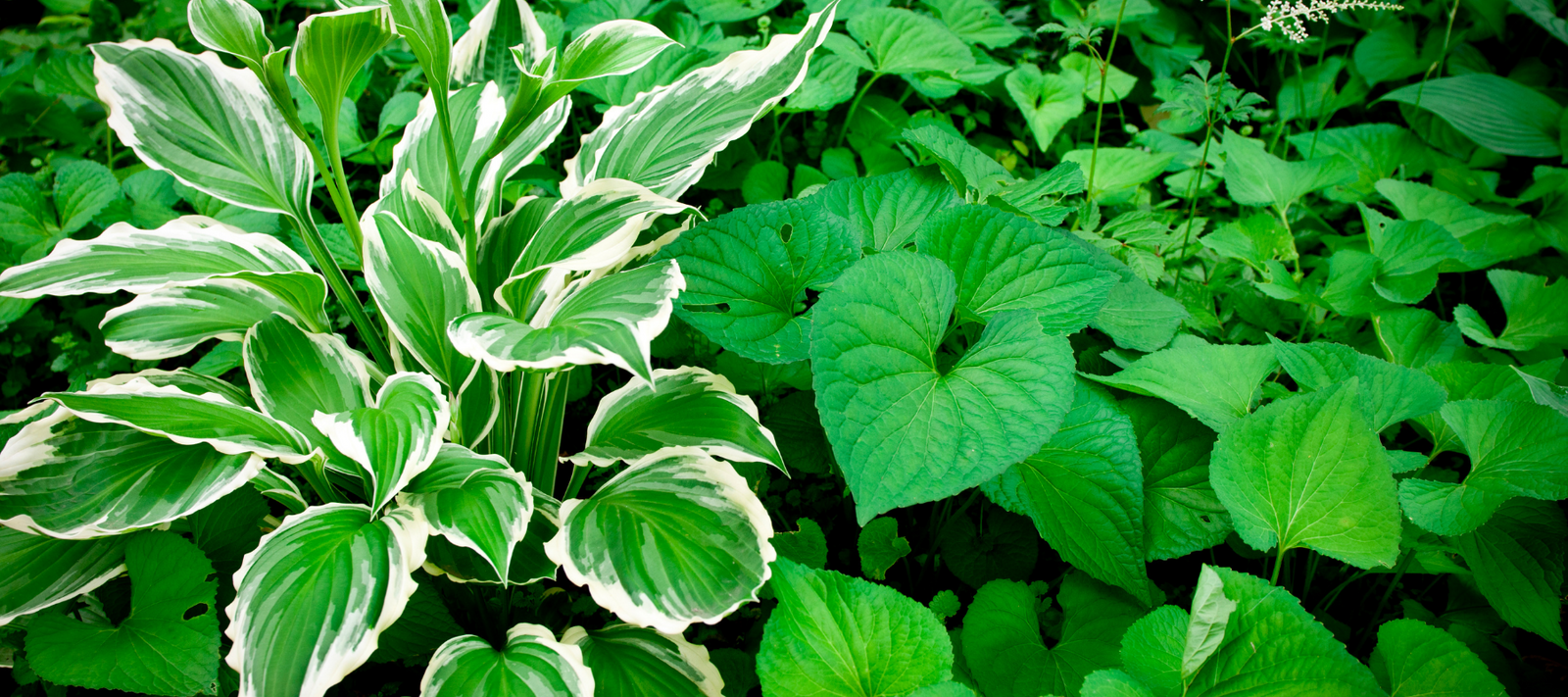 Gardening in the Shade
