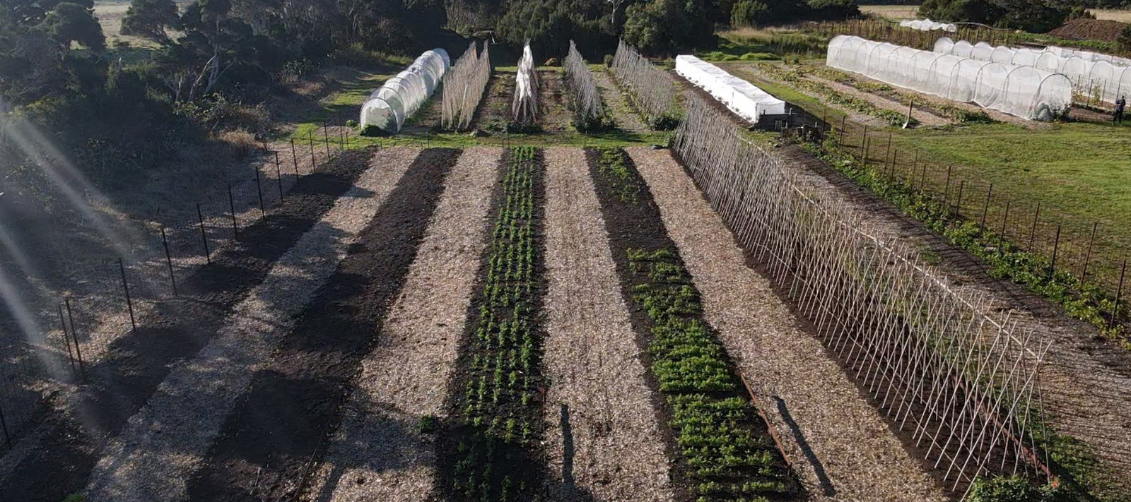 What does it cost to save an  heirloom variety from extinction?