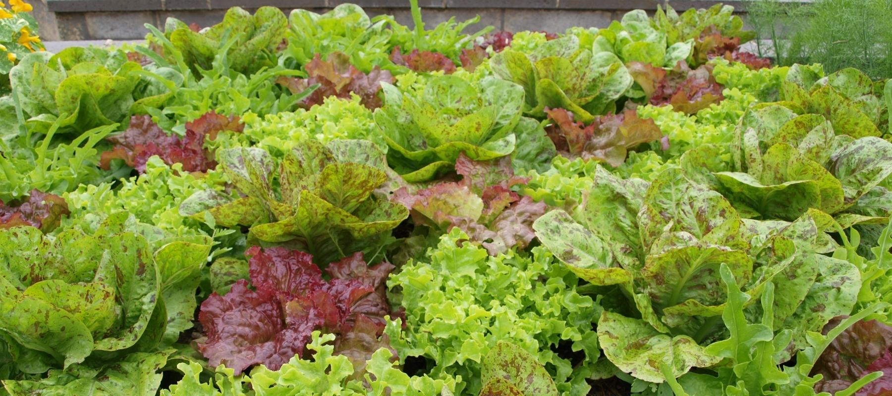Mixed lettuce growing in a garden bed