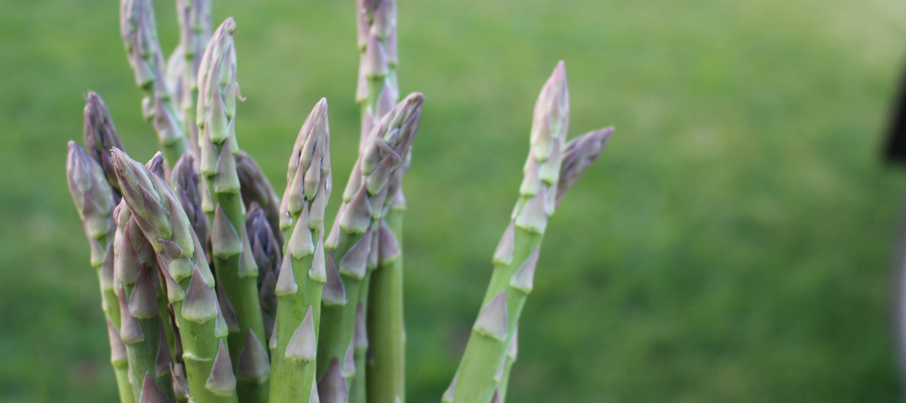 How to plant asparagus crowns