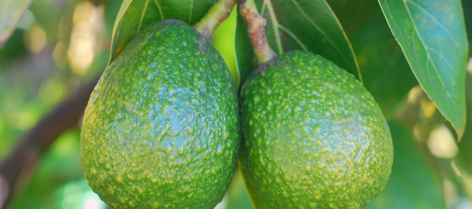 How to Grow Avocado