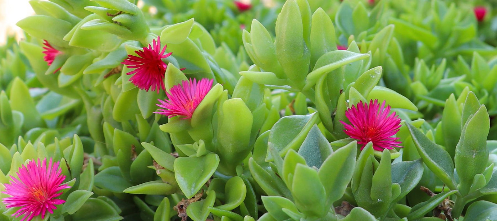Lawn Alternatives