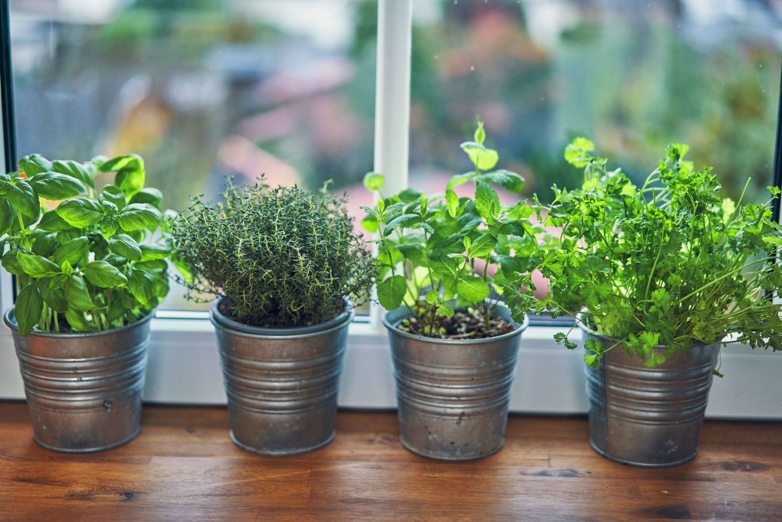 Indoor Gardening Ideas