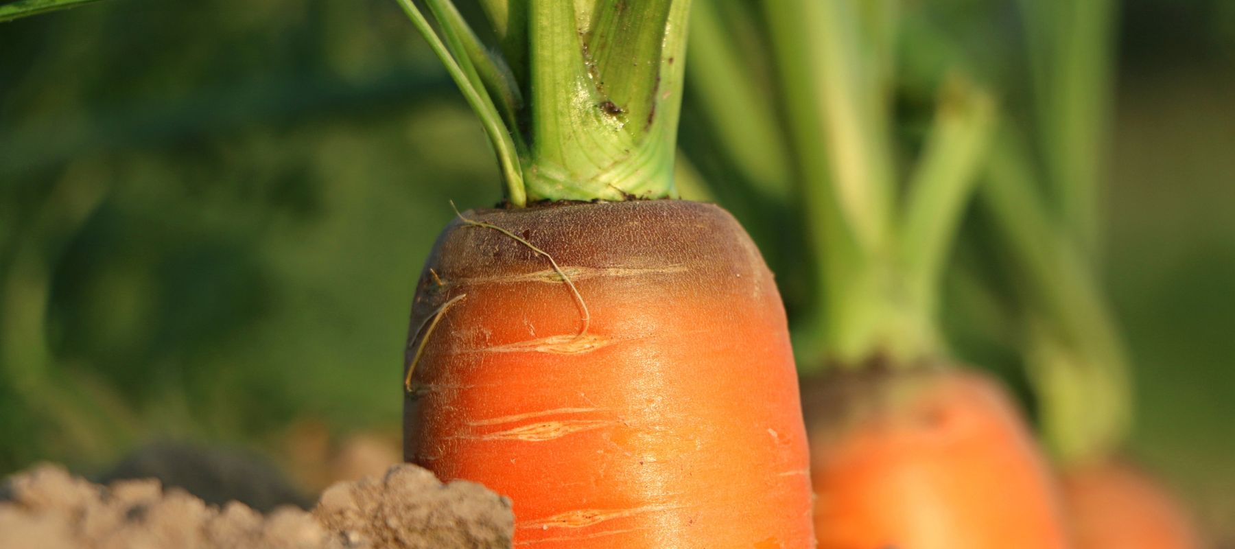 Growing carrots successfully