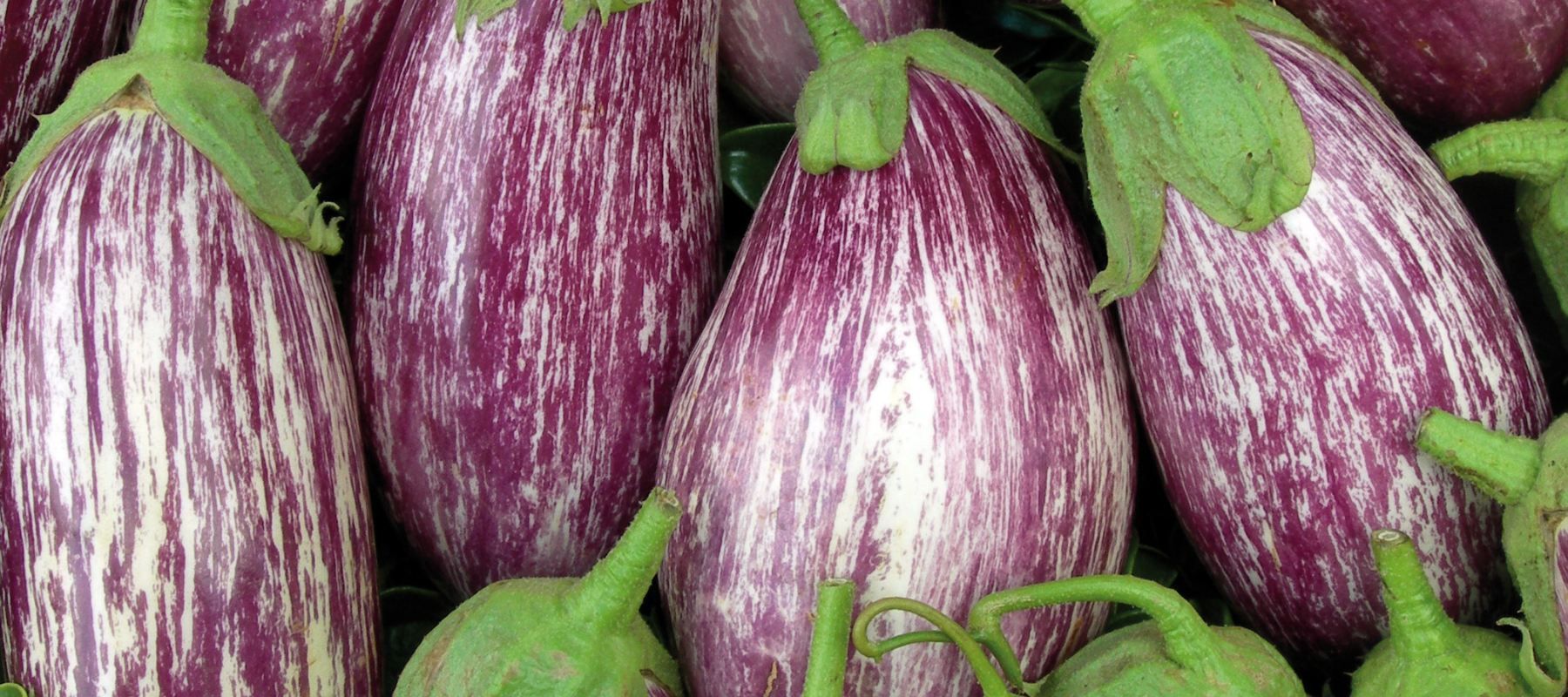How to Grow Eggplant (Aubergine)