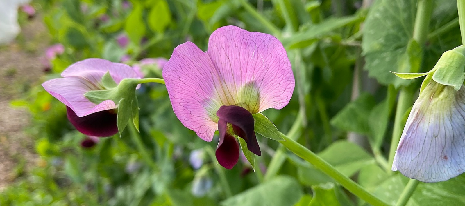 How We Produce Our Heirloom Seeds