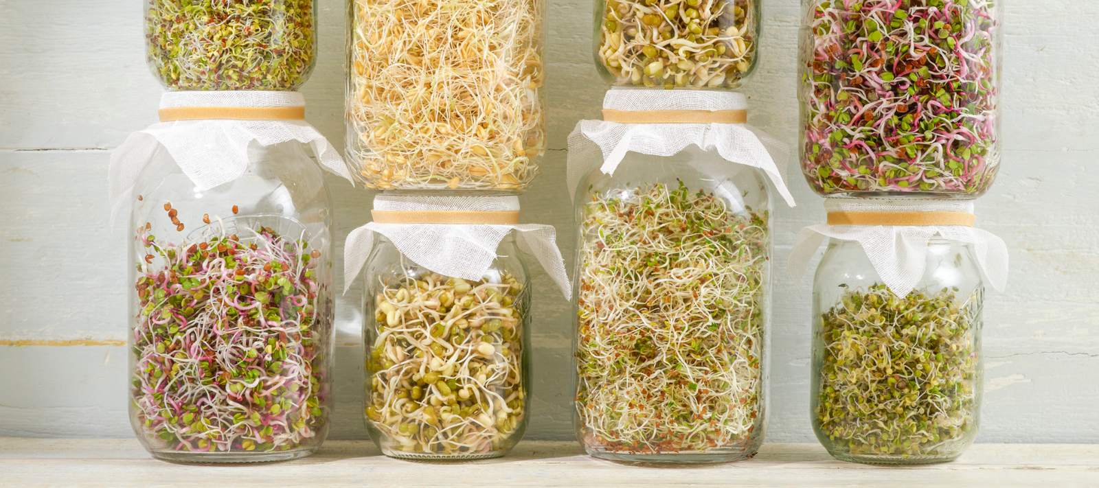How to Grow Sprouts