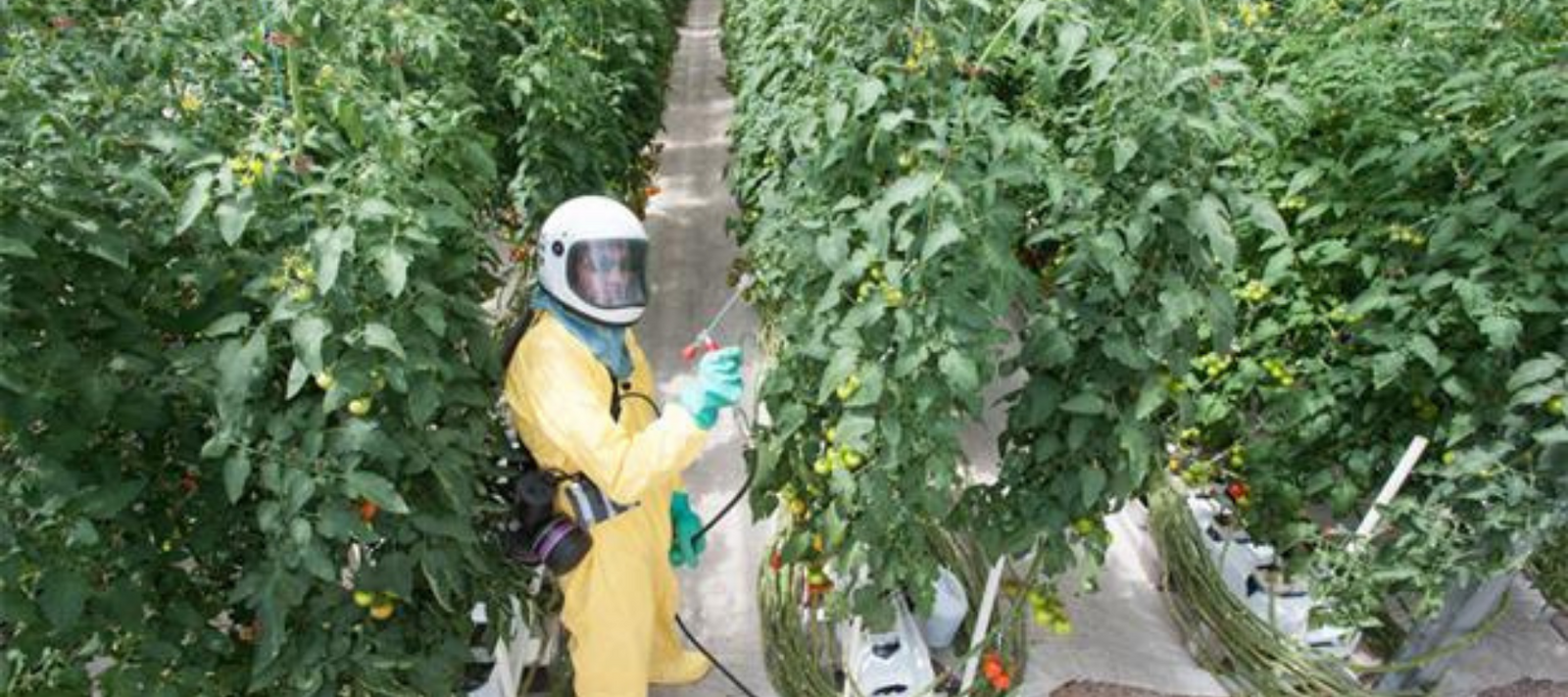 Should hydroponically grown food carry an artificially grown label?