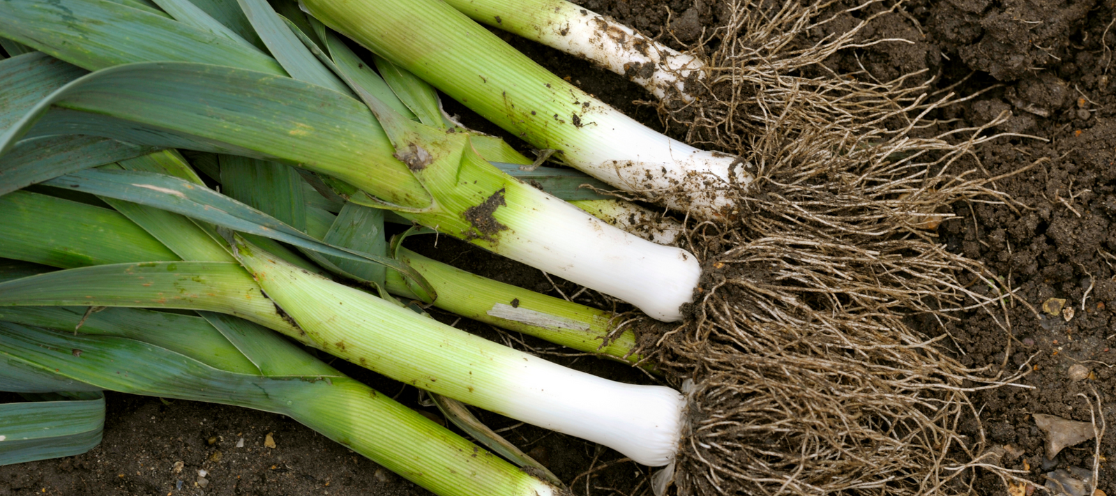 How to Grow Leek