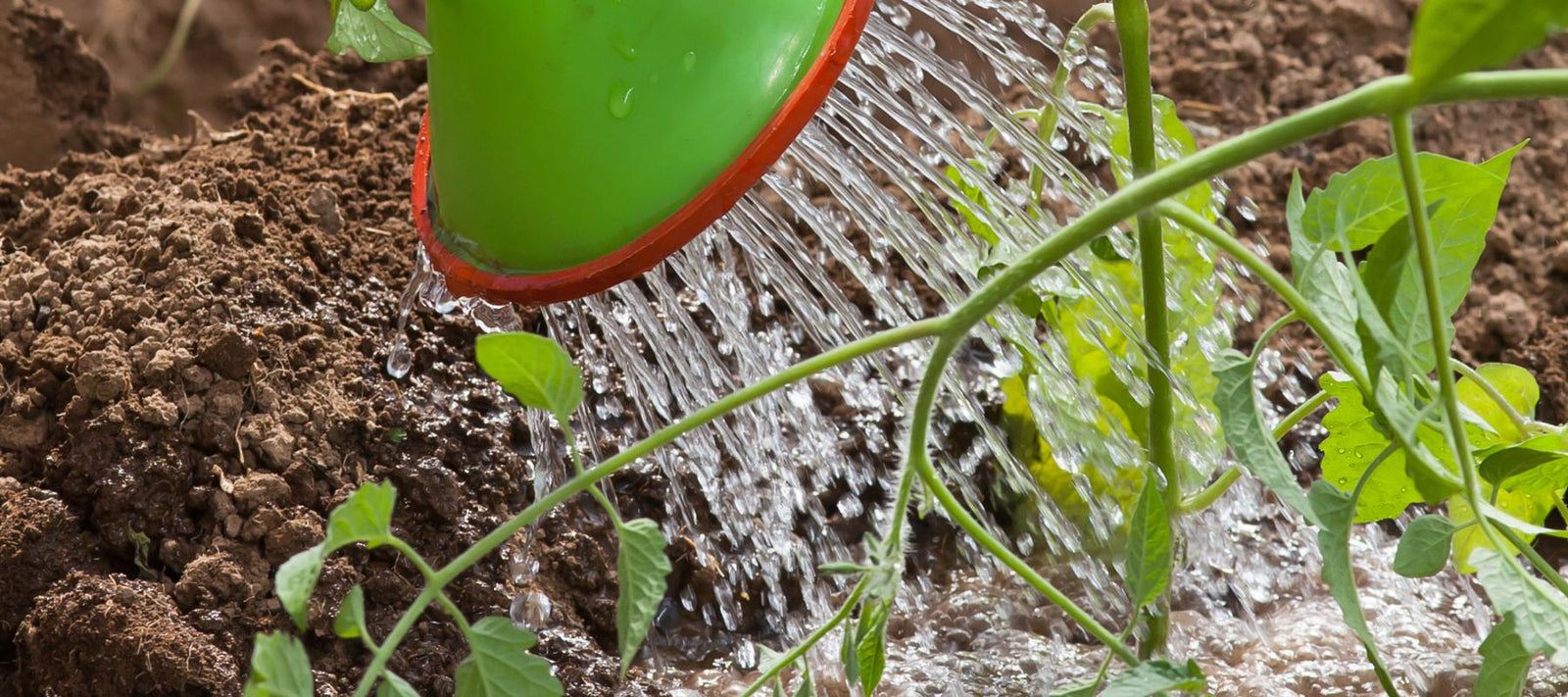 Prevent leaching by fertilising