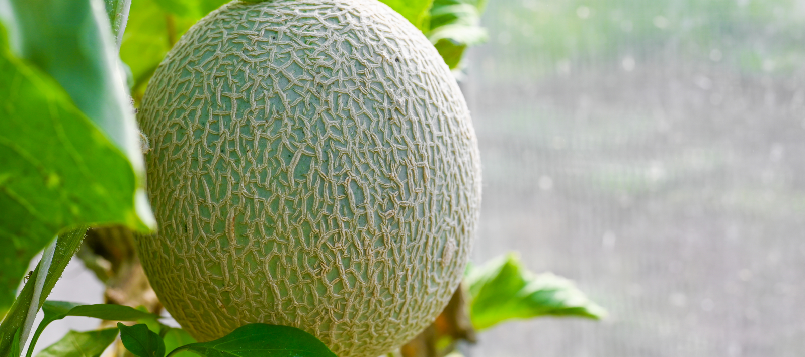 How to Grow Melons