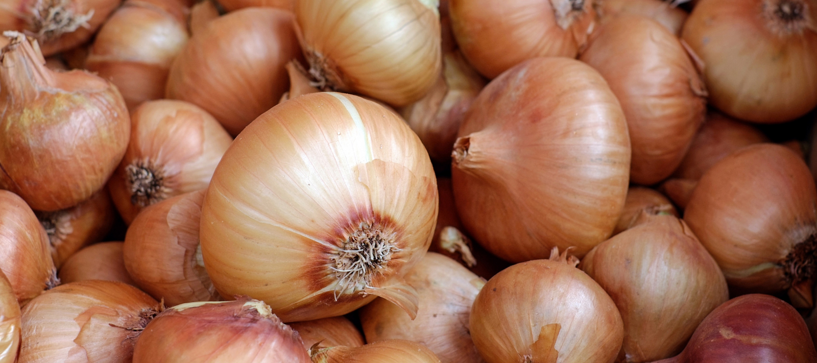 How to Grow Onions