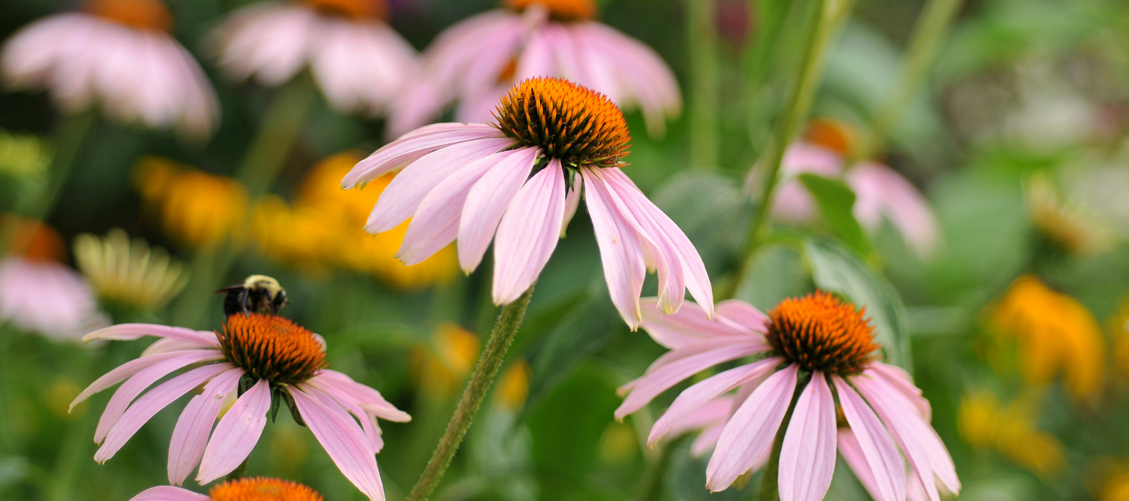 Pruning perennial flowers: video