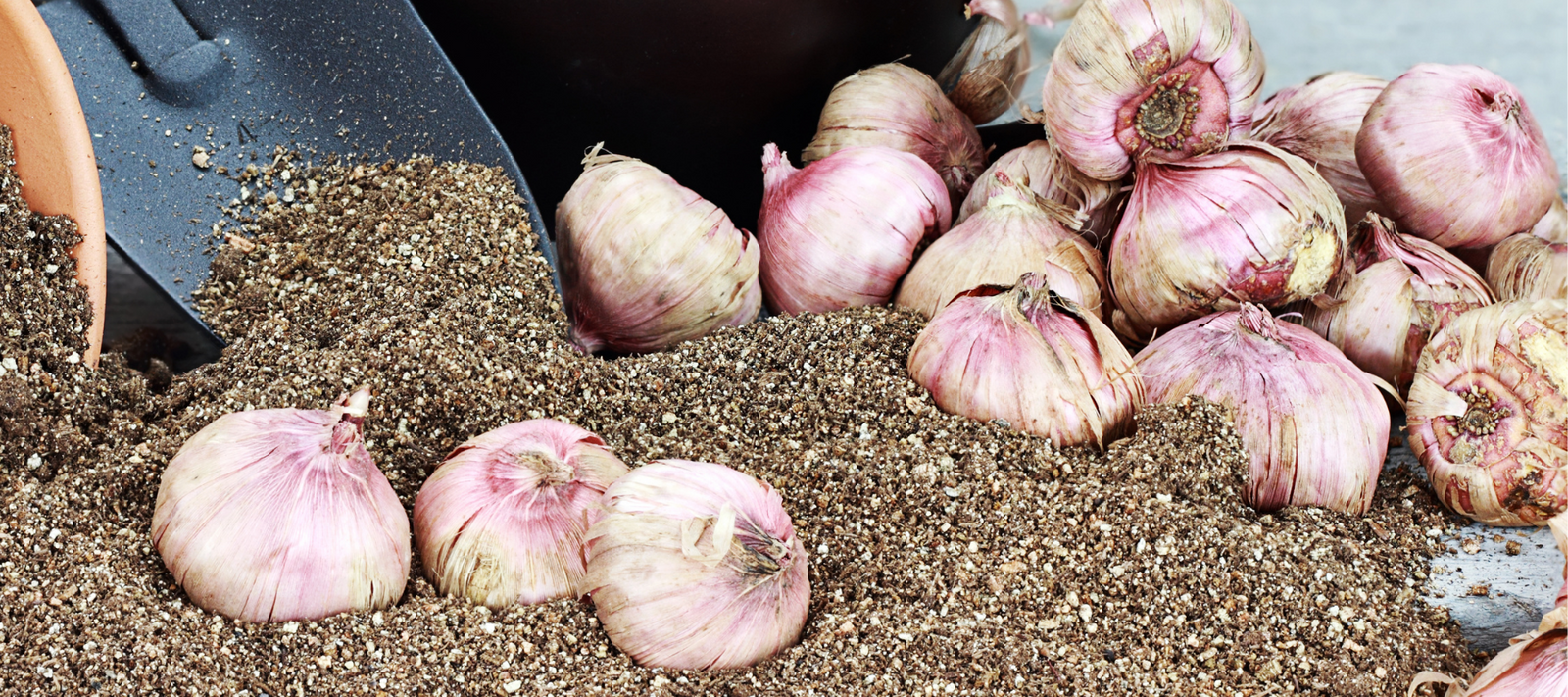 How to Plant Bulbs