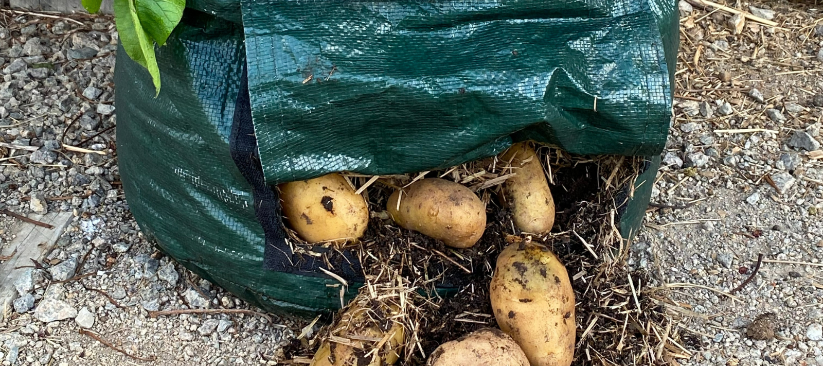 When to harvest potatoes