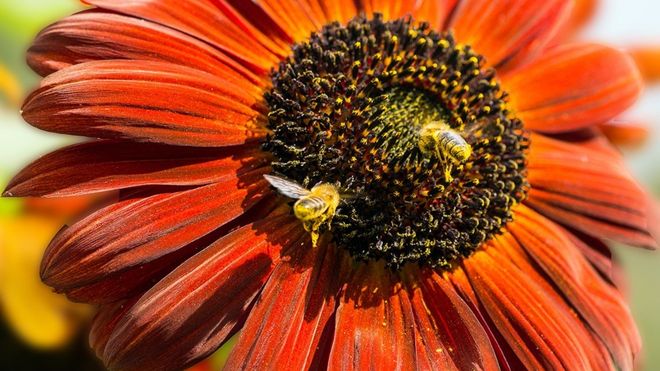 How to germinate tricky sunflowers