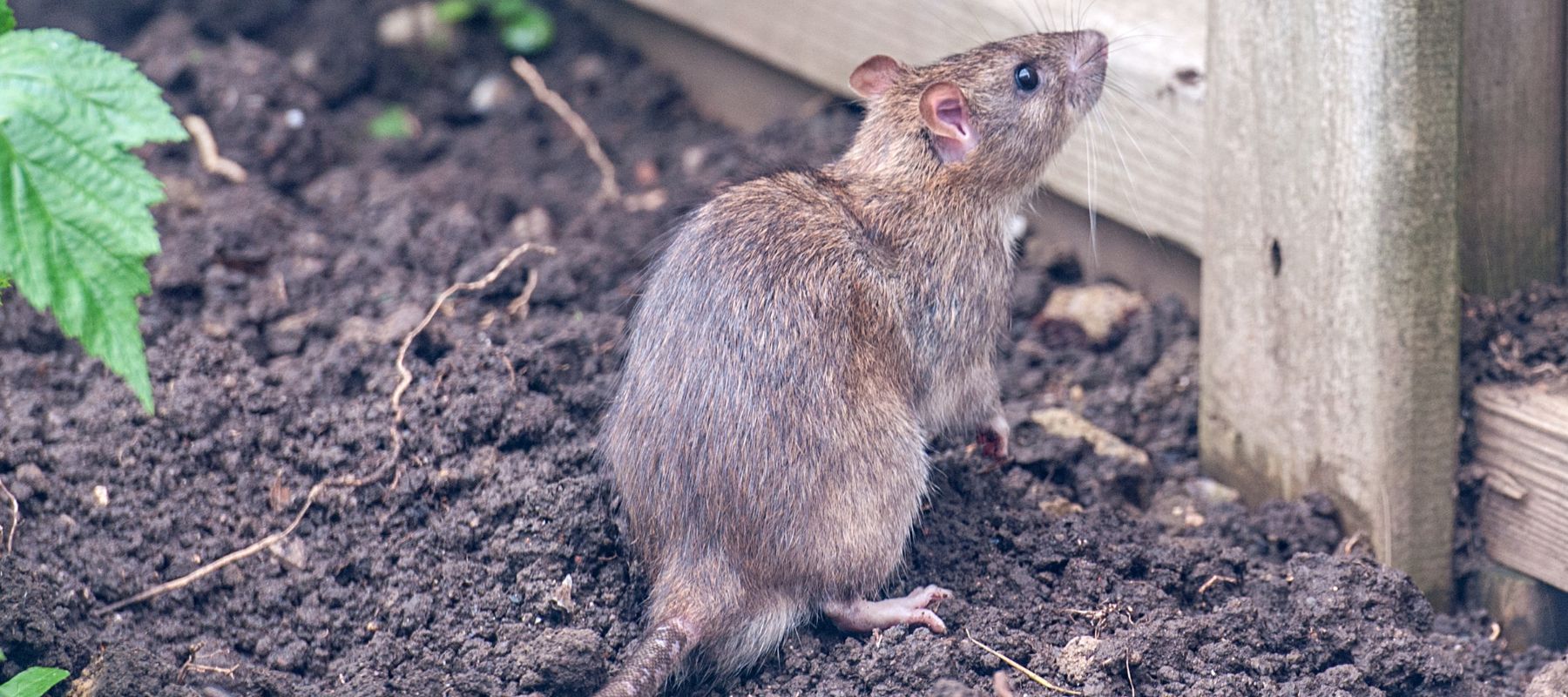 Rodents in the garden